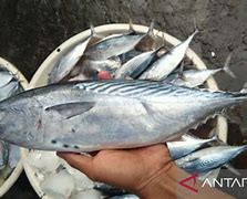 Ikan Tongkol Ikan Laut Atau Sungai