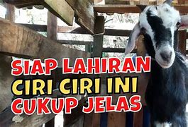 Kambing Melahirkan Kambing Melahirkan Berapa Bulan Anakan